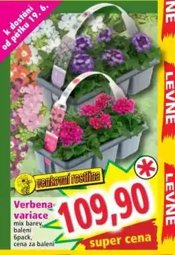 Norma Verbena variace nabídka