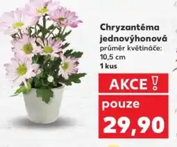 Kaufland Chryzantéma jednovýhonová nabídka