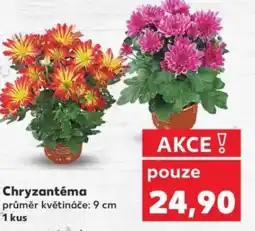 Kaufland Chryzantéma nabídka