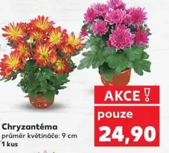 Kaufland Chryzantéma nabídka