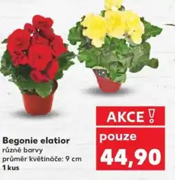 Kaufland Begonie elatior nabídka