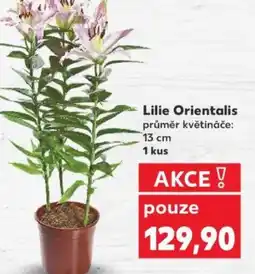 Kaufland Lilie Orientalis nabídka