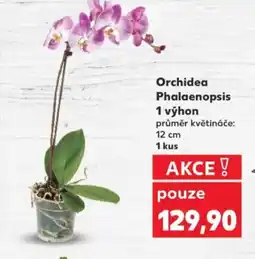 Kaufland Orchidea Phalaenopsis 1 výhon nabídka