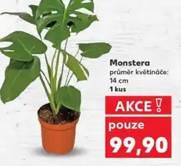 Kaufland Monstera nabídka