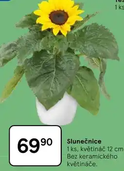 Tesco Slunečnice nabídka