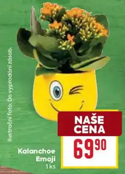 Billa Kalanchoe Emoji nabídka