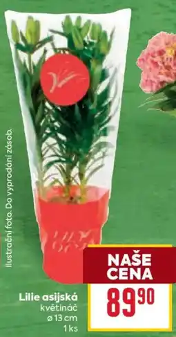 Billa Lilie asijská nabídka