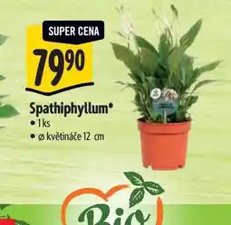 Albert Spathiphyllum, pr. květináče 12 cm nabídka
