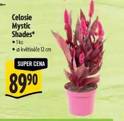 Albert Celosie Mystic Shades, pr. květináče 12 cm nabídka
