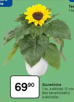 Tesco Slunečnice, 1 ks. květináč 12 cm, Bez keramického květináče nabídka