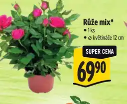 Albert Růže mix nabídka