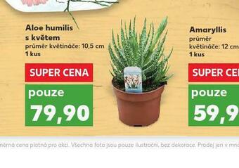 Aloe humilis s květem