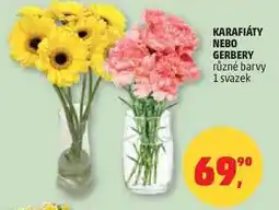 Penny Market KARAFIÁTY NEBO GERBERY různé barvy, 1 svazek nabídka