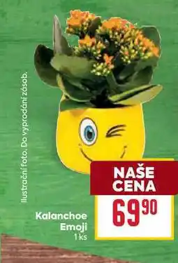 Billa Kalanchoe Emoji 1ks nabídka
