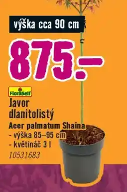 Hornbach Javor dlanitolistý nabídka