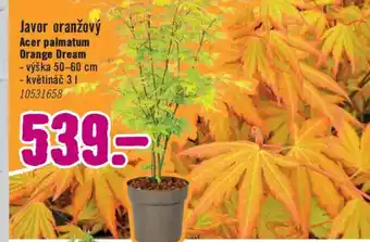 Javor oranžový Acer palmatum Orange Dream