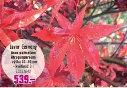 Hornbach Javor červený Acer palmatum Atropurpureum nabídka