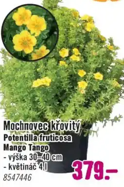Hornbach Mochnovec křovitý Potentilla fruticosa Mango Tango nabídka