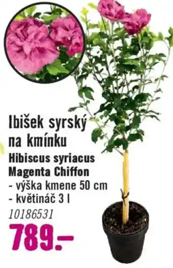 Ibišek syrský na kmínku Hibiscus syriacus Magenta Chiffon