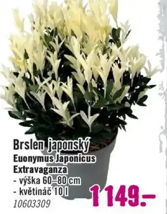 Brslen japonský Euonymus Japonicus Extravaganza