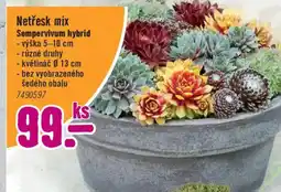 Hornbach Netřesk mix Sempervivum hybrid nabídka
