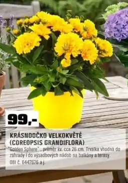 OBI Krásnoočko velkokvěté (coreopsis grandiflora) nabídka