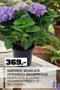 OBI Hortenzie velkolistá (hydrangea macrophylla) nabídka