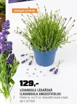 OBI Levandule lékařská (lavandula angustifolia) nabídka