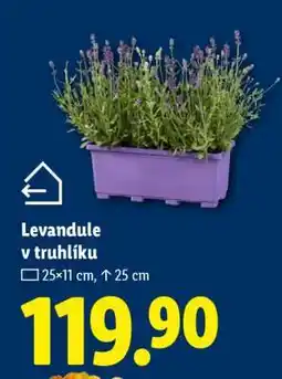 Lidl Levandule v truhlíku nabídka