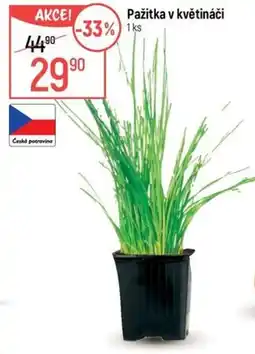 Globus Pažitka v květináči nabídka