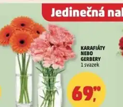 Penny Market Karafiáty nebo gerbery nabídka