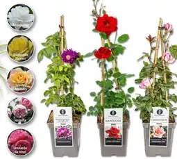 Bauhaus Ruze Rosa Hybride nabídka