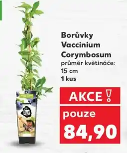 Kaufland Borůvky Vaccinium Corymbosum nabídka