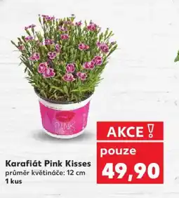 Kaufland Karafiát Pink Kisses nabídka