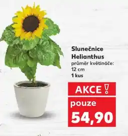 Kaufland Slunečnice Helianthus nabídka