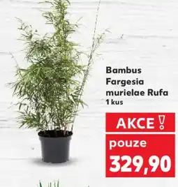 Kaufland Bambus Fargesia murielae Rufa nabídka