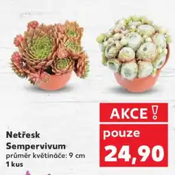 Kaufland Netřesk Sempervivum nabídka