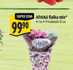 Albert Africká fialka mix, pr. květináče 12 cm nabídka