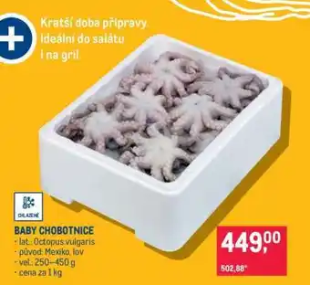 Baby chobotnice