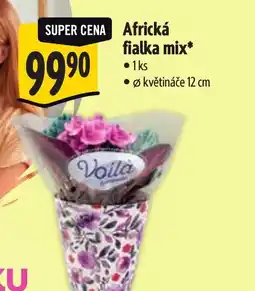 Albert Africká fialka mix nabídka