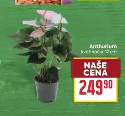 Billa Anthurium květináč ø 12 cm nabídka