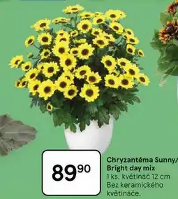 Tesco Chryzantéma Sunny/ Bright day mix, 1 ks. květináč 12 cm Bez keramického květináče nabídka
