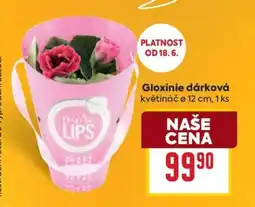 Billa Gloxínie dárková nabídka