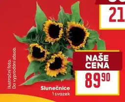 Billa SLUNEČNICE nabídka