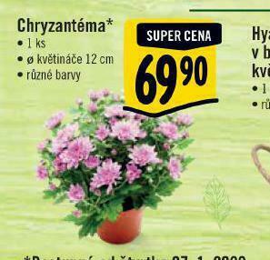 Albert Chryzantéma nabídka