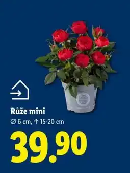 Lidl Růže mini nabídka