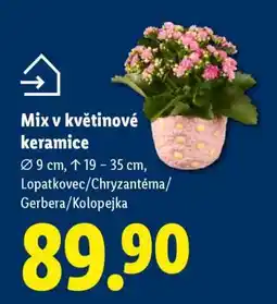 Lidl Mix v květinové keramice nabídka