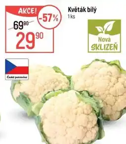 Globus Květák bílý nabídka