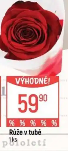 Globus Růže v tubě nabídka