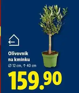 Lidl Olivovník na kmínku, 12 cm nabídka